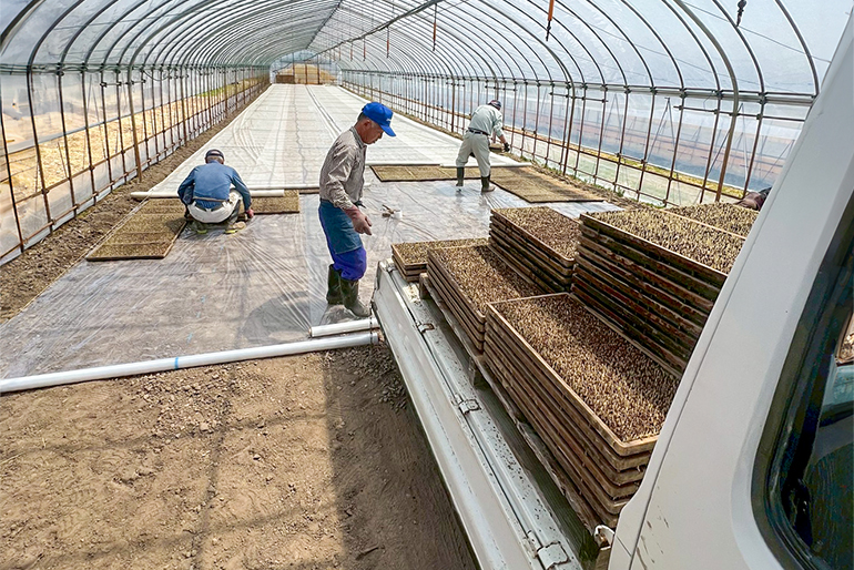 育苗から収穫まで、すべて自分たちの手で行います