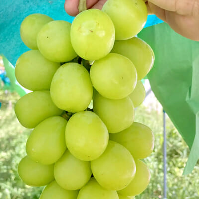 太陽と寒暖差が育てた、東根市のシャインマスカット