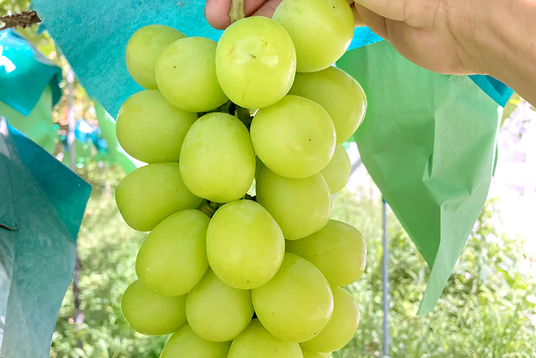 太陽と寒暖差が育てた、東根市のシャインマスカット