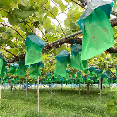 昼はしっかりと光合成をし、夜は糖をため込む
