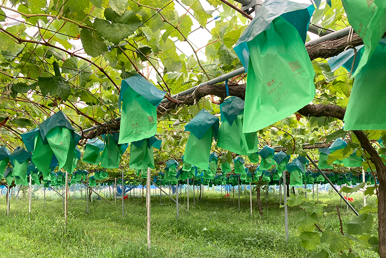 東根の気候が育む豊かな香りと甘み
