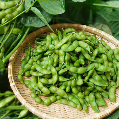 鶴岡の風土が育てた、香り高いだだちゃ豆