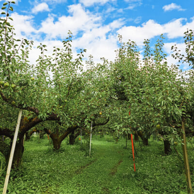 美味しさの秘訣は盆地特有の寒暖差