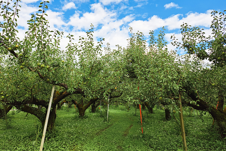 寒河江市の風土を活かした果樹栽培
