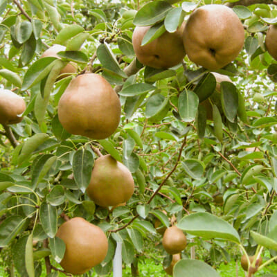 甘みと香りを凝縮した果実