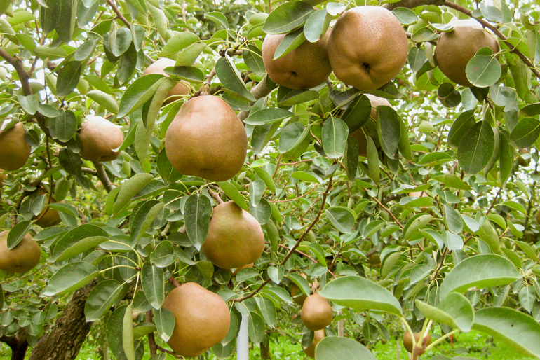 樹の一生に寄り添う姿勢