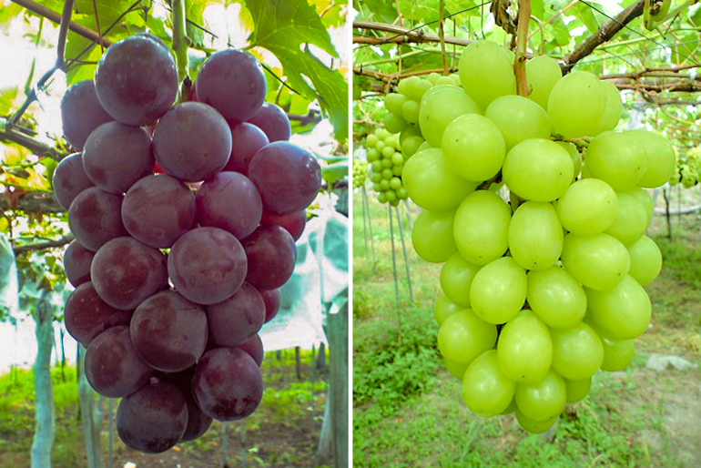 ぶどう農園の人気品種を詰合せ