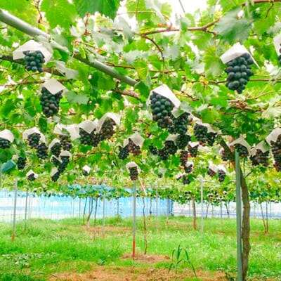 植物本来の力を引き出す栽培方法