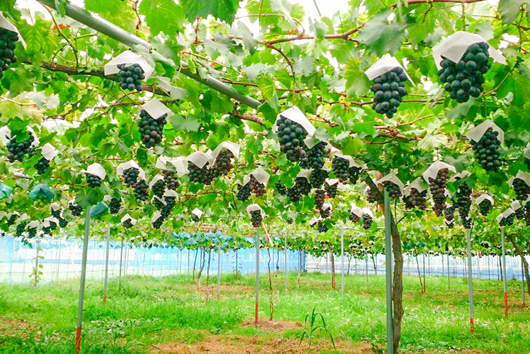 植物本来の力を引き出す栽培方法