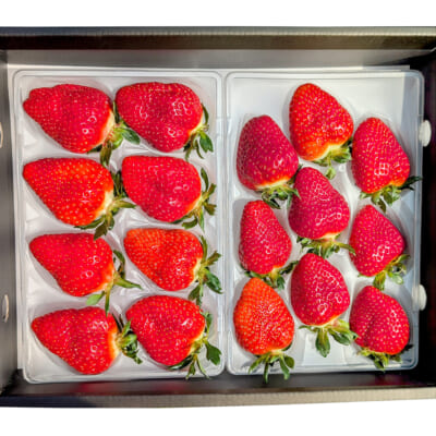 山形県産いちご「おとめ心」2L・3Lサイズ 17粒