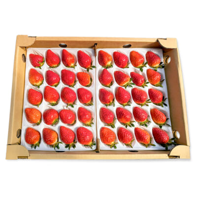 山形県産いちご「おとめ心」Mサイズ 40粒