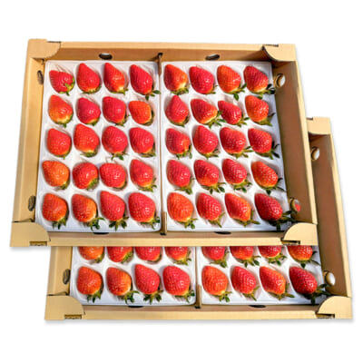 山形県産いちご「おとめ心」Mサイズ 80粒