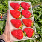 山形県産いちご「おとめ心」