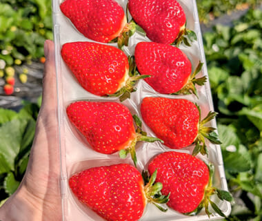 予約注文:山形県産いちご「おとめ心」