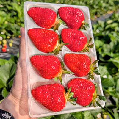 予約注文：山形県産いちご「おとめ心」