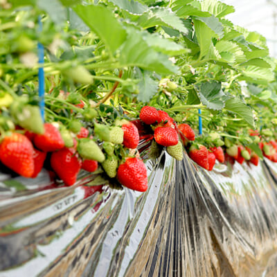 土作りと苗作りに注力した栽培