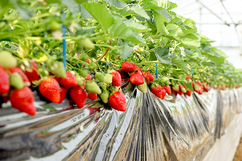 土作りと苗作りに注力した栽培