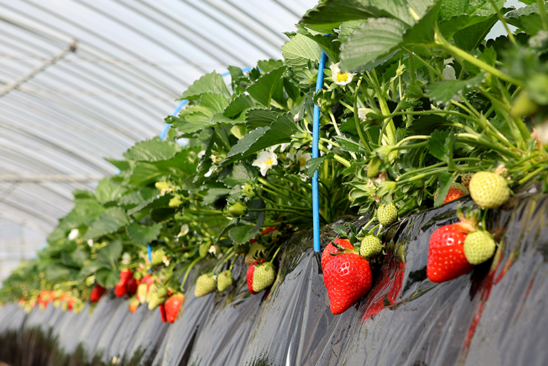 朝収穫したばかりの新鮮ないちごをお届け！