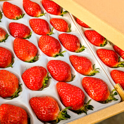 朝収穫したばかりの新鮮ないちごをお届け！