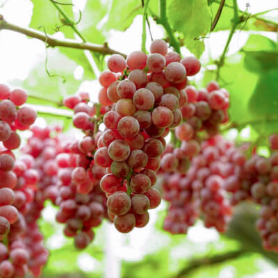 南陽市をはじめ、フレッシュな山形県産ぶどうを使用