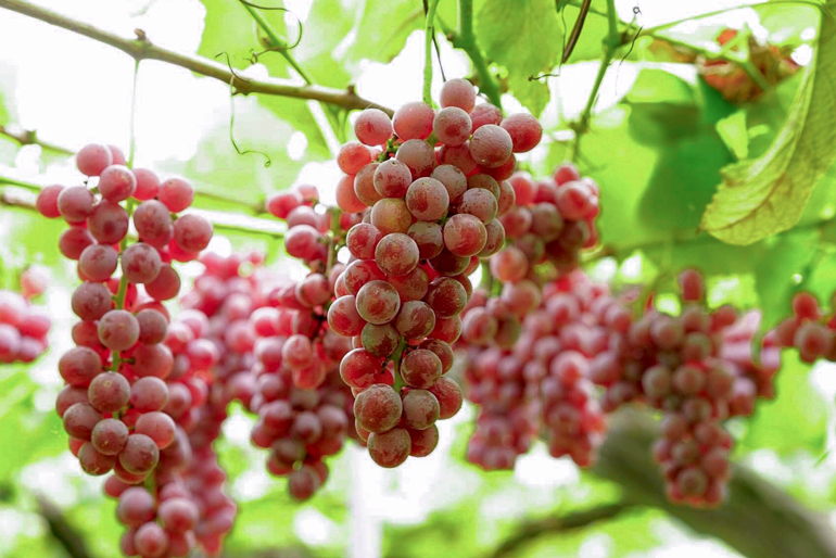 南陽市をはじめ、フレッシュな山形県産ぶどうを使用