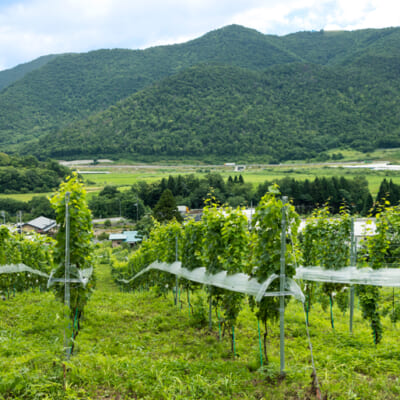 南陽市の風土を活かしたワイン造り