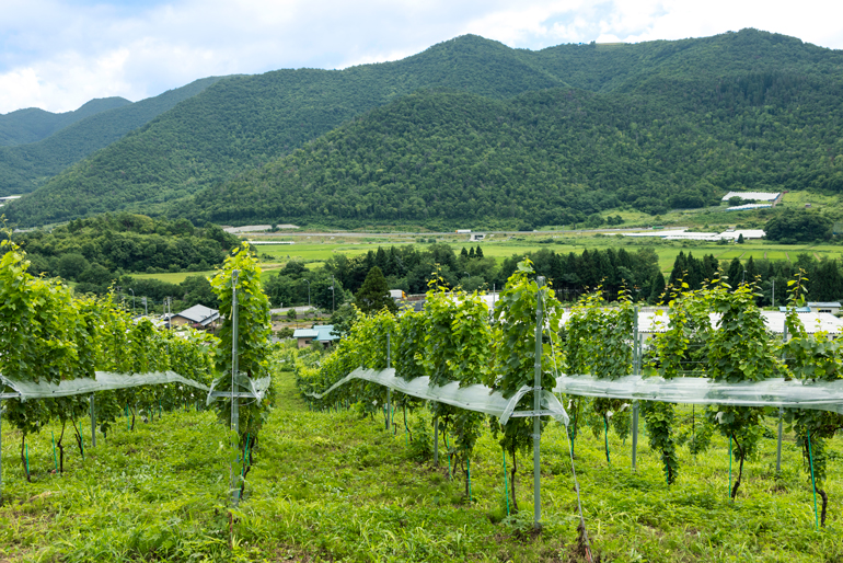 南陽市の風土を活かしたワイン造り