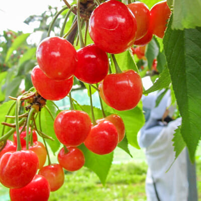 好環境と丁寧な手仕事が育むさくらんぼ