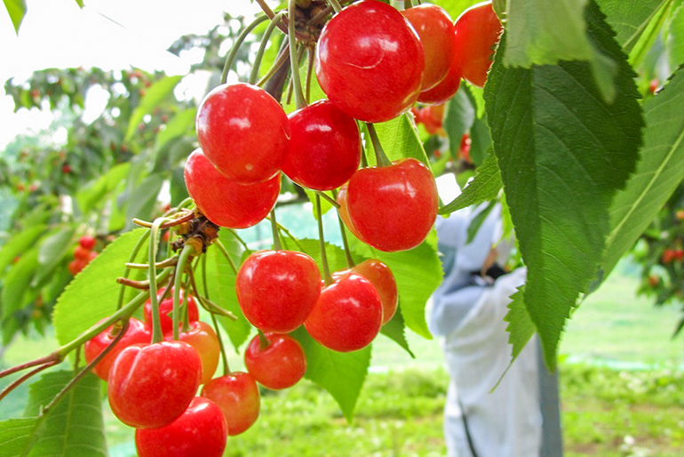 好環境と丁寧な手仕事が育むさくらんぼ