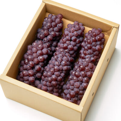 山形県産 種なしぶどう デラウェア 約1kg