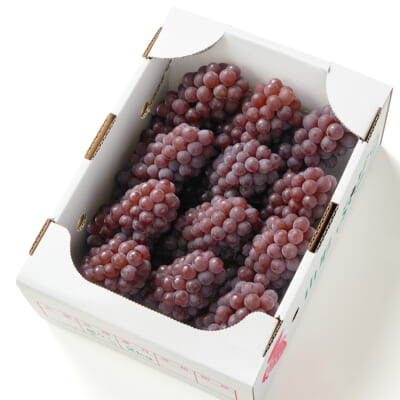 山形県産 種なしぶどう デラウェア 約2kg