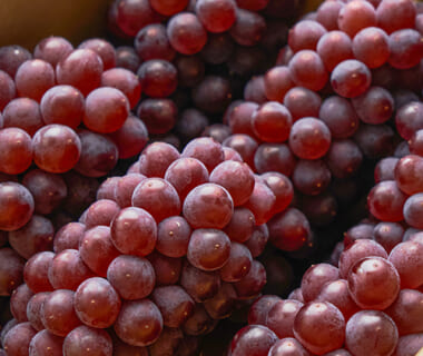 予約注文：山形県産 種なしぶどう デラウェア