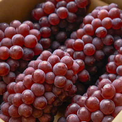 予約注文：山形県産 種なしぶどう デラウェア