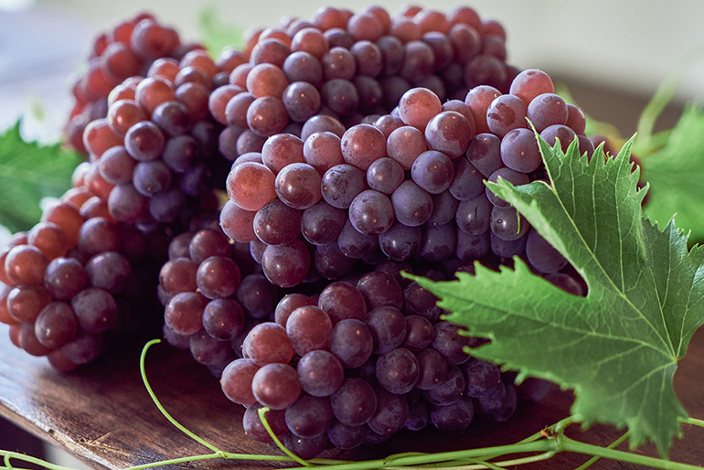 濃厚な甘みと爽やかな風味が魅力！