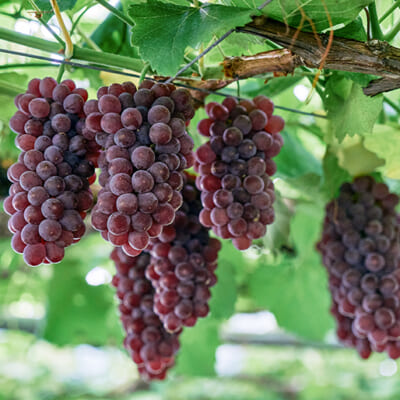 高畠町はデラウェアの出荷量日本一