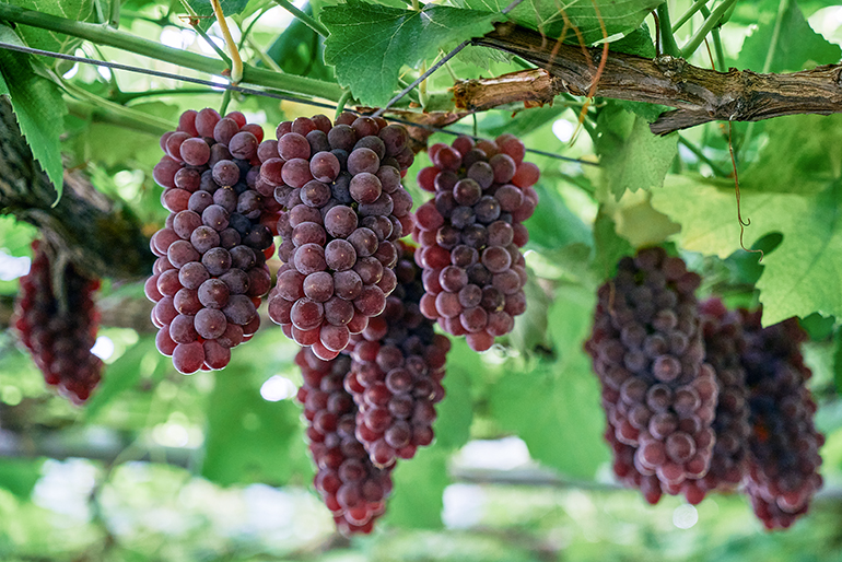 米農家の知見を活かした土づくり