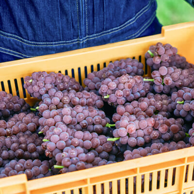 糖度と愛情をたっぷり詰めました!