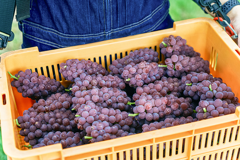 樹に寄り添った果物づくり