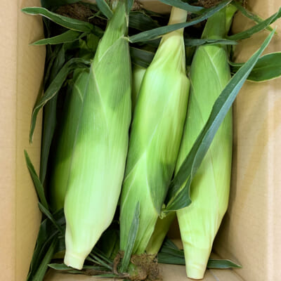 山形県産トウモロコシ「おおもの」3kg