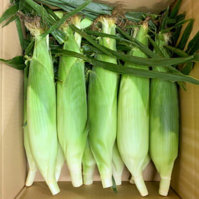山形県産トウモロコシ「おおもの」5kg