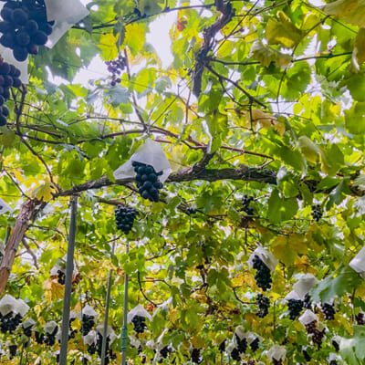 季節を超えて楽しめるぶどうの味わい