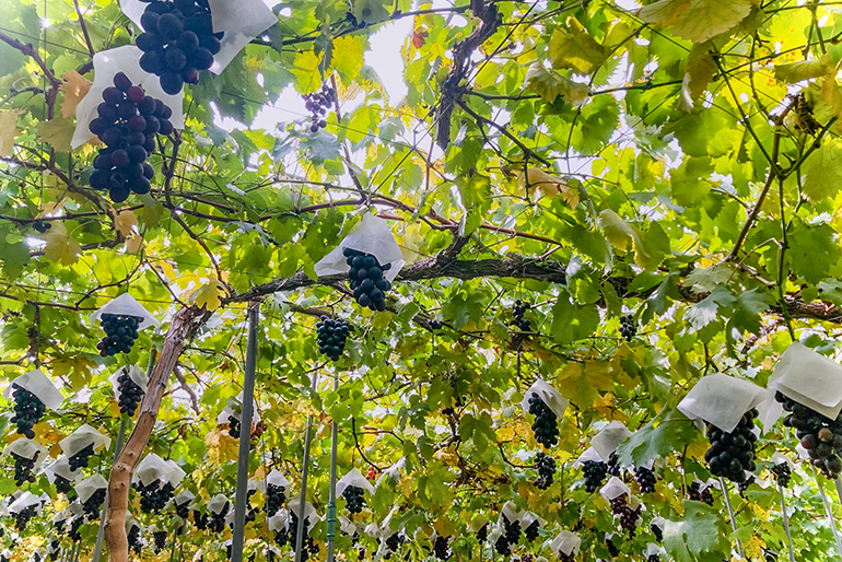 季節を超えて楽しめるぶどうの味わい