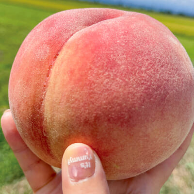 甘い香りが広がる、みずみずしい桃