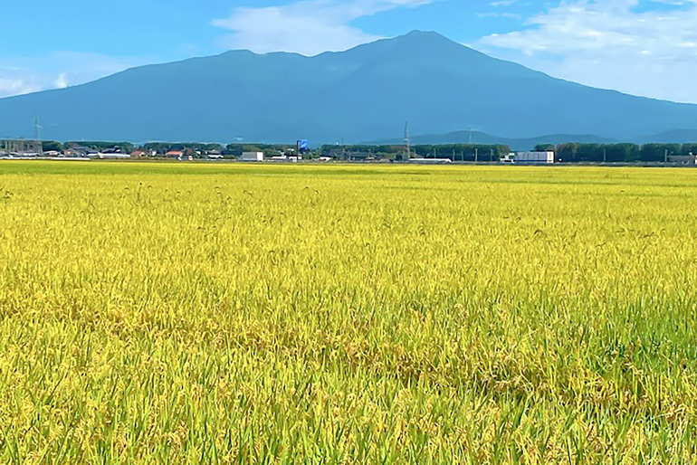 お米の鮮度を保つ「管理と梱包」