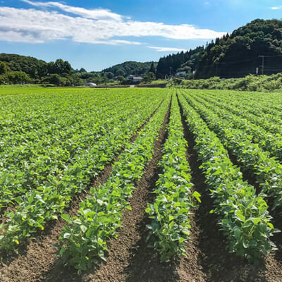 豊かな自然の中でみずみずしく育つ