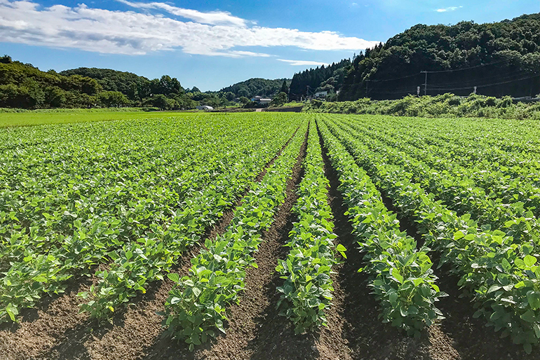 温泉の恵みを活かして育つだだちゃ豆