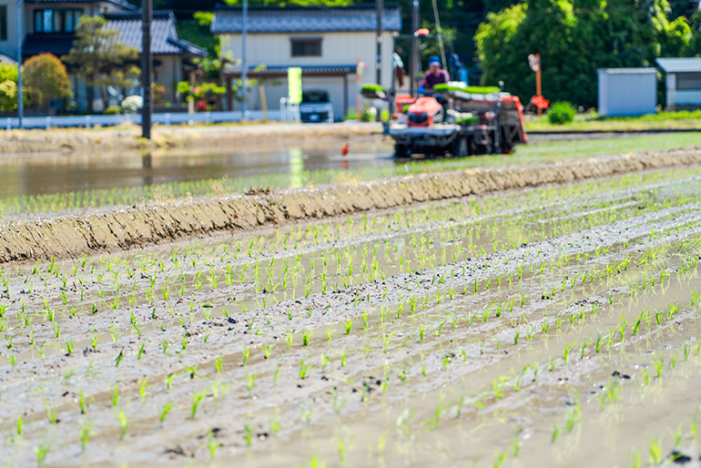 温泉の廃湯を活用した春の芽出し