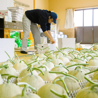 網目の美しさが際立つ「夏の贈り物」