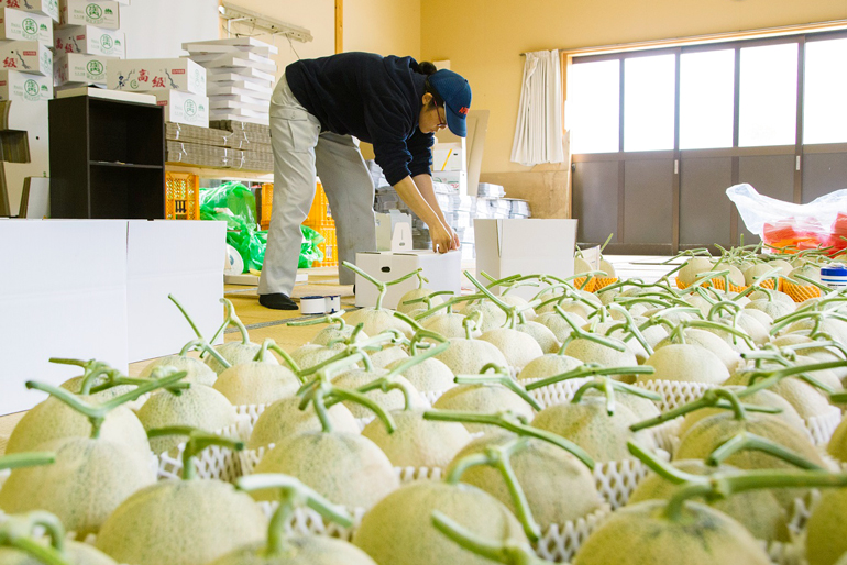 網目の美しさが際立つ「夏の贈り物」