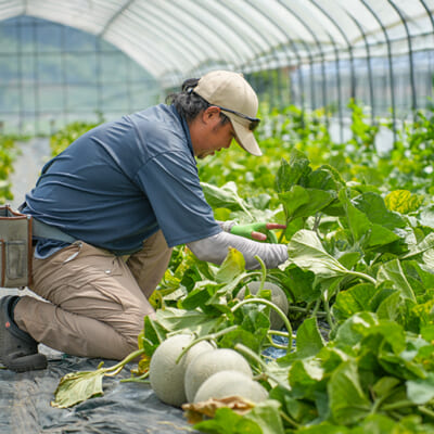 我が子のように、大切に育てています